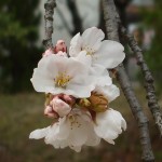 Katano's Official Tree; Cherry Blossom
