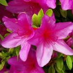 Katano's Official Flower; Azalea