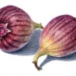 figs