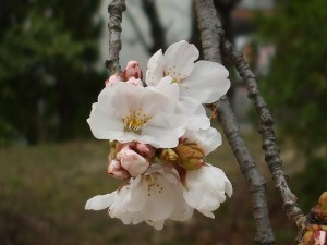 Katano's Official Tree; Cherry Blossom