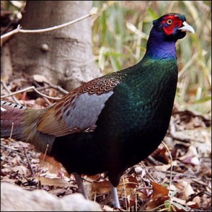 Katano's Official Bird; Pheasant