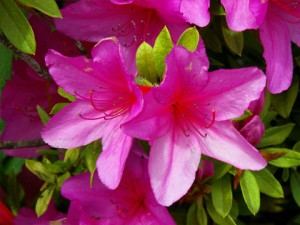 Katano's Official Flower; Azalea