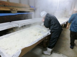 Toji, Mr. Asanuma, severely checks the quality of boiled Sake rice. 