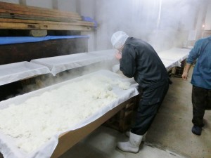 Toji, Mr. Asanuma, severely checks the quality of boiled Sake rice.